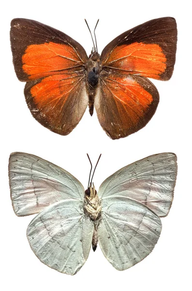 Η ατελής πεταλούδα — Φωτογραφία Αρχείου