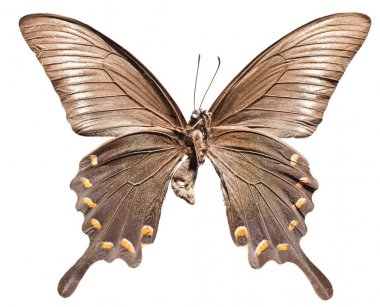 Papilio maackii kelebek