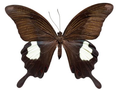 Kırmızı helen kelebek