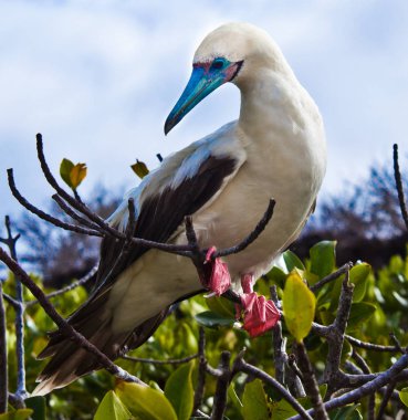 Red-footed boobies clipart