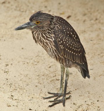 Heron Galapagos kum üzerinde