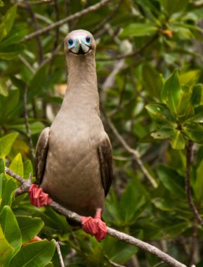 Red-footed booby clipart