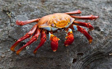 Sally lightfoot Yengeç 