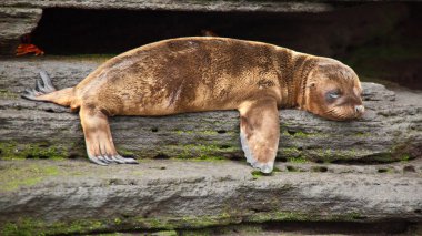 Bebek deniz aslanı Galapagos içinde