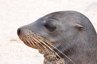 Galapagos deniz aslanı