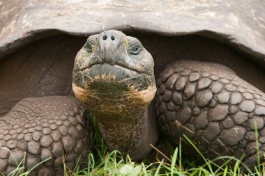 Galapagos kaplumbağası closeup