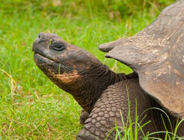 Galapagos kaplumbağası portre