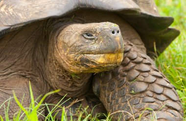 Galapagos kaplumbağası portre