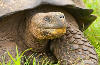 Galapagos Tortoise closeup clipart