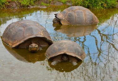 Galapagos kaplumbağası Santa Cruz adasında, Galapagos adalar üçlüsü