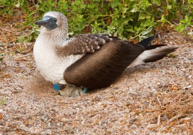 Mavi Ayaklı Anne ve Piliç