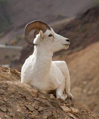 Denali Bighorn koyun