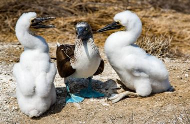 Yetişkin Mavi ayaklı bubi iki fledglings arasında