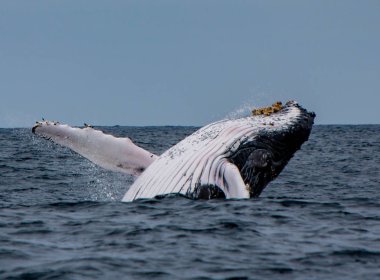 Kambur balina ihlalleri