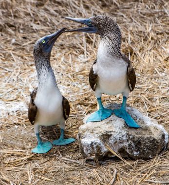 Mavi ayaklı Boobies