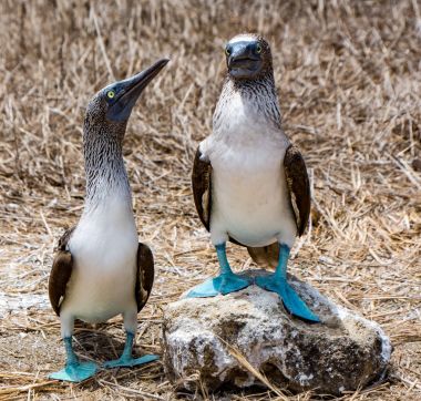 Mavi ayaklı Boobies