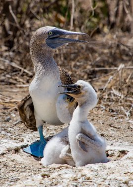 Mavi ayaklı bubi aile
