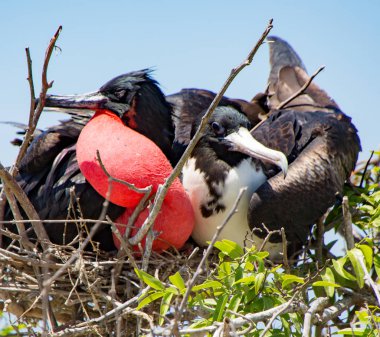 Şeklindeki Frigatebird Çift