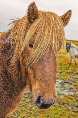 İzlanda kameraya bakarak at