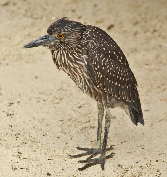 Heron Galapagos kum üzerinde