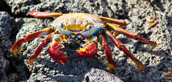 Sally Lightfoot Crab — Stock Photo, Image