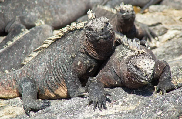 Iguanas marinhas Sunning on Rock — Fotografia de Stock