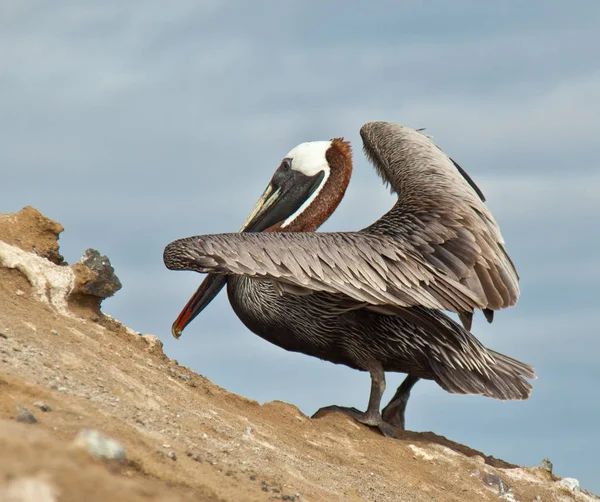Галапагосский пеликанский крупный план — стоковое фото