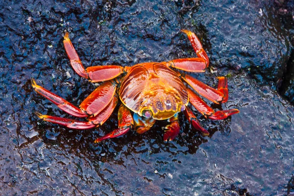 Sally lightfoot Yengeç 