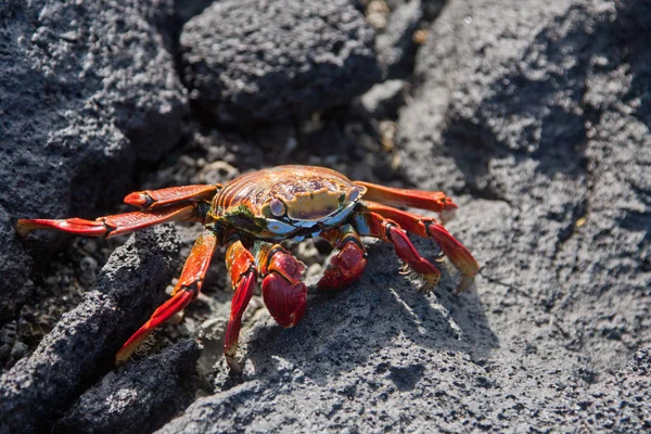 Crabe des pieds légers Sally — Photo