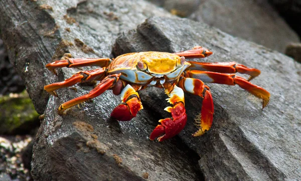 Sally lightfoot Yengeç 