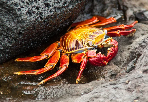 Leichtfuß-Krabbe — Stockfoto
