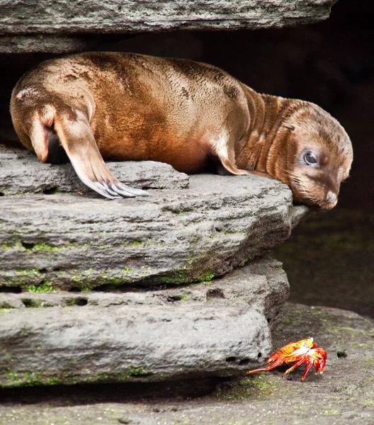 Baby Sea Lion Nézi Sally Lightfoot Rák — Stock Fotó