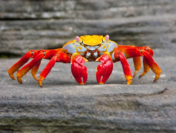 Leichtfuß-Krabbe — Stockfoto