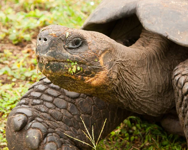 Galapagos kaplumbağası portre
