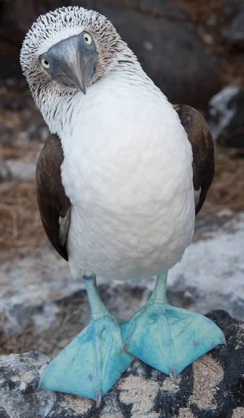 Blue-footed Boobies — Stock Photo, Image