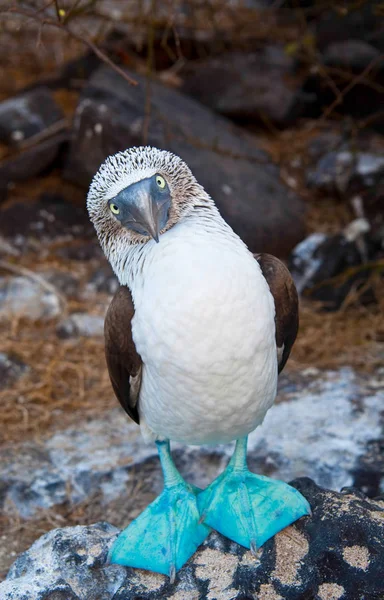 Blue-footed Boobies — Stock Photo, Image