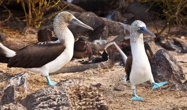 Mavi ayaklı bubi dansı çiftleşme