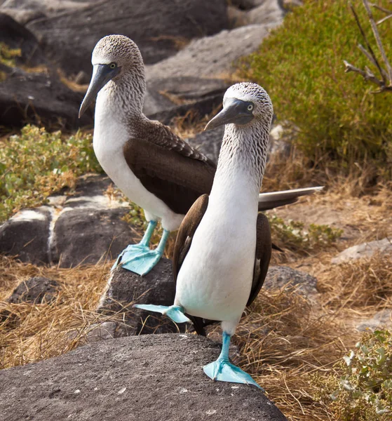 Blåfotad Booby — Stockfoto