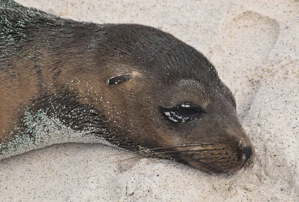 Close-up de Sea Lion descansando na areia — Fotografia de Stock