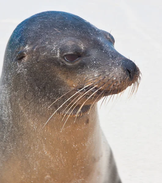 Leone marino delle Galapagos — Foto Stock