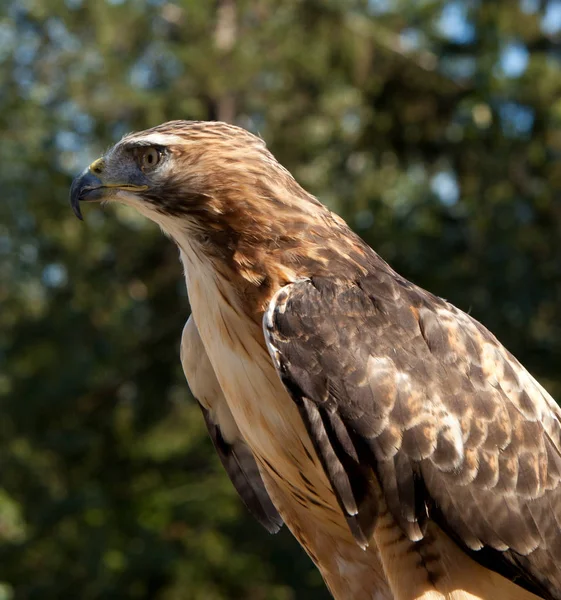 Red Tailed Hawk — Stock Photo, Image