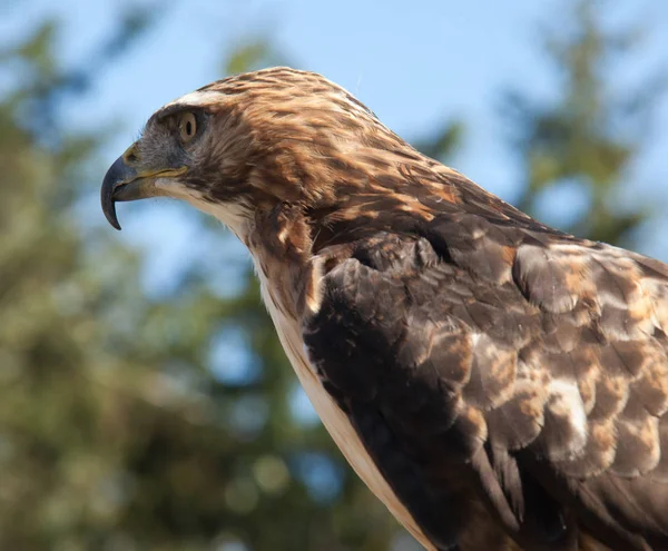 Red Tailed Hawk — Stock Photo, Image