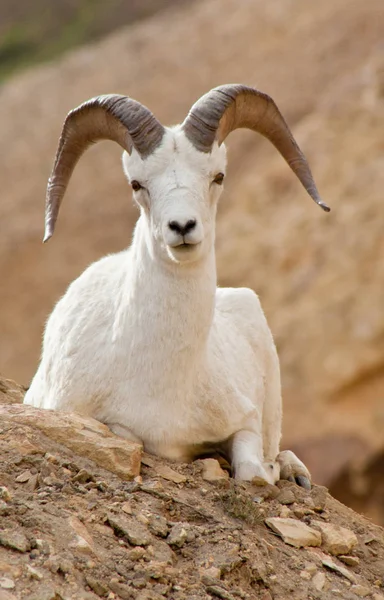 Denali Bighorn koyun