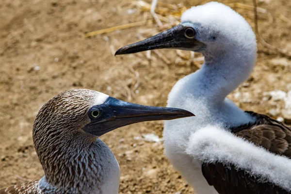 İki mavi başkanları ayaklı Boobies