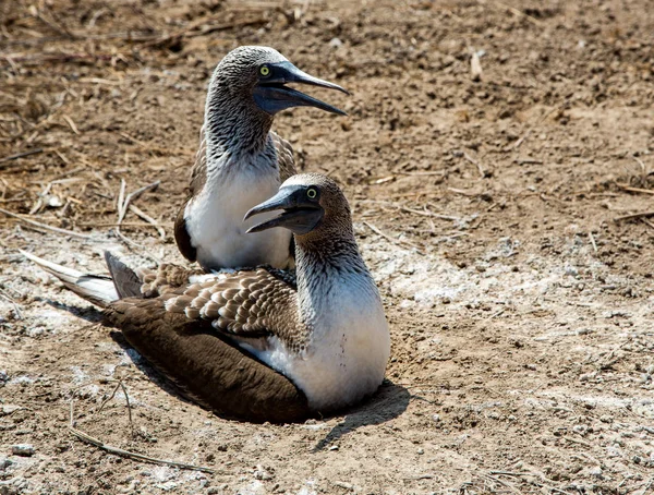 Twee volwassen blue footed baby's beschermen hun nest — Stockfoto