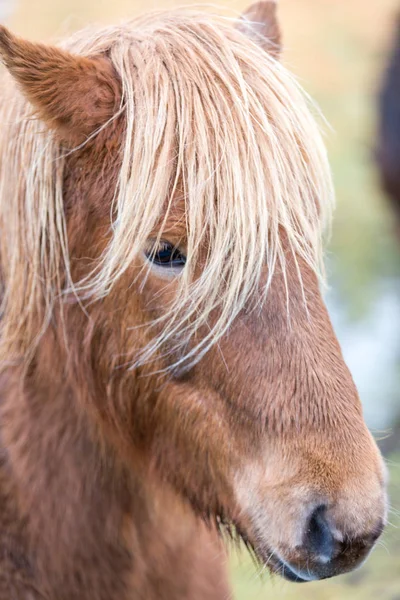 Cavalo islandês close-up — Fotografia de Stock