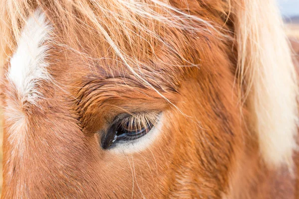 アイスランドの馬のクローズ アップ — ストック写真