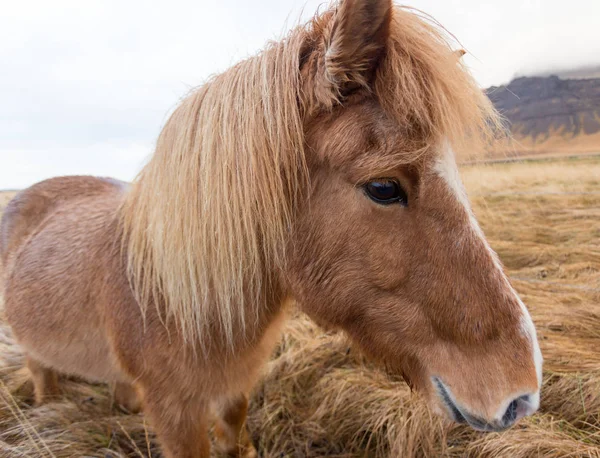 Ісландський коней крупним планом — стокове фото