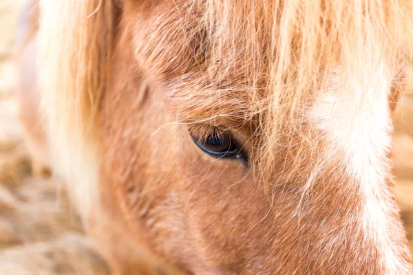 Ισλανδική άλογο closeup — Φωτογραφία Αρχείου