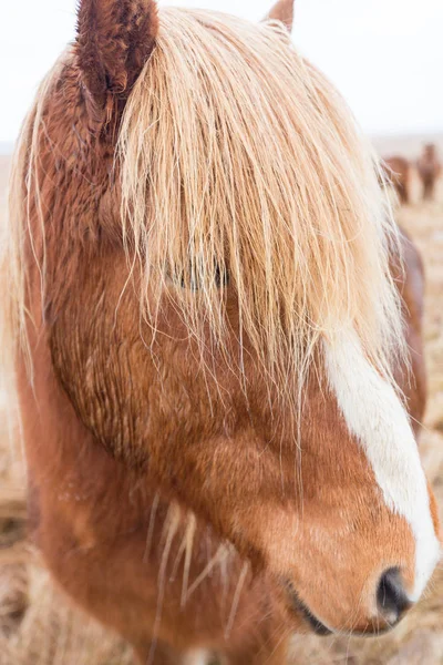 Ισλανδική άλογο closeup — Φωτογραφία Αρχείου